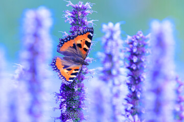 Aglais urticae small tortoiseshell butterfly isolated by nature