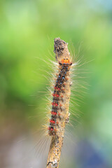 Gypsy moth or spongy moth , Lymantria dispar, caterpillar crawling and climbing.