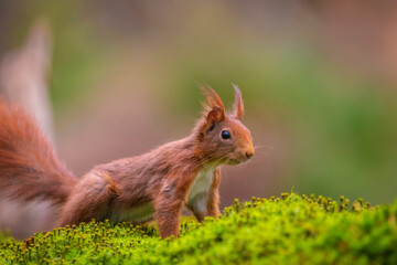 Eurasian red squirrel, Sciurus vulgaris, in a forest