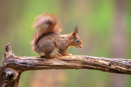 Eurasian red squirrel, Sciurus vulgaris, in a forest