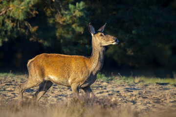 Female Red Deer doe or hind, Cervus elaphus