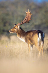 Fallow deer stag Dama Dama in a meadow