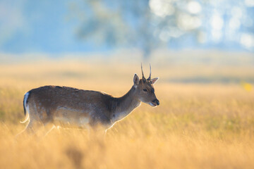 Female fallow deer doe or hind, Dama Dama.