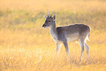 Fallow deer fawn Dama Dama in Autumn