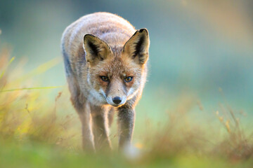 Wild red fox, vulpes vulpes, foraging in a meadow
