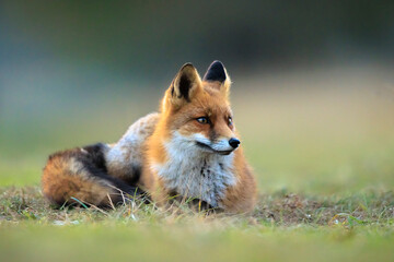 Wild red fox, vulpes vulpes, foraging in a meadow