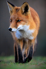 Wild red fox, vulpes vulpes, foraging in a meadow
