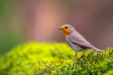 European robin Erithacus rubecula foraging in a forest