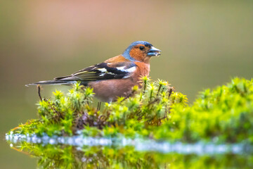 Chaffinch, Fringilla coelebs, male singing on a tree in a green forest.