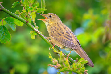 Singing Common Grasshopper warbler bird Locustella naevia in search for a mate during spring season