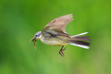 Western yellow wagtail female bird Motacilla flava hunting for prey