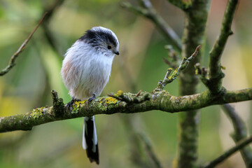 Closeup of a long-tailed tit or long-tailed bushtit, Aegithalos caudatus, bird foraging in a forest