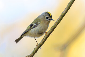 Goldcrest bird, Regulus regulus, foraging through branches of trees and bush