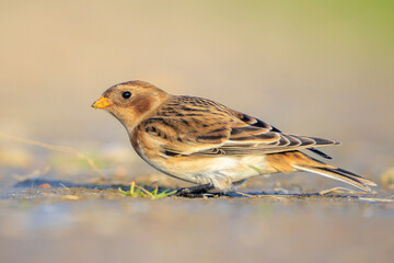 snow bunting female bird, Plectrophenax nivalis, foraging in grass