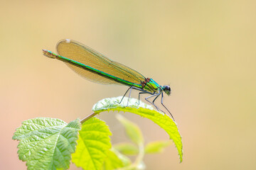 Banded Demoiselle Calopteryx splendens damselfly female close-up