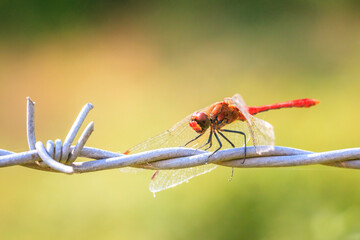 Sympetrum sanguineum Ruddy darter male dragonfly red colored body