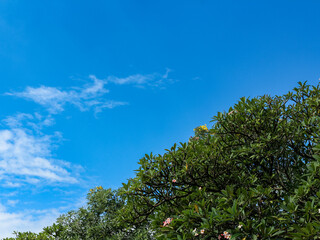Fototapeta premium Blue sky with white clouds and trees, perfect for background