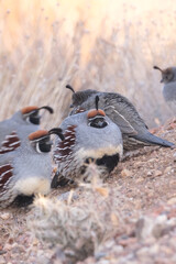 Gambel's Quail huddled together and puffing their feathers so keep warm on chilly winter morning