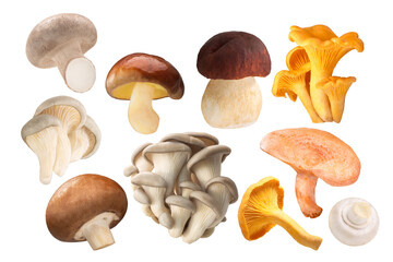 Foraged and cultivated mushrooms, isolated png