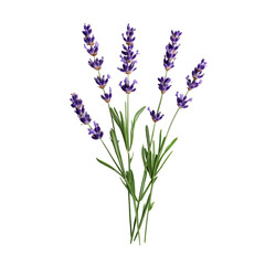 Naklejka premium Fresh lavender stems isolated against a transparent background showcasing vibrant purple flowers and green foliage, lavender isolated on transparent background