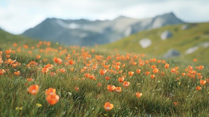 Orange wildflowers bloom in a lush green field against a mountain backdrop.