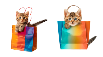 Set of cat in a colored paper bag, isolated on transparent background. PNG element.