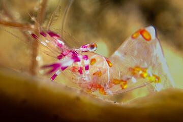 Gepunktete Yukatan-Partnergarnele - Periclimenes yucatanicus - Anilao Philippinen, phillipines,...