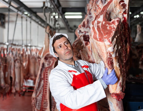 Professional adult butcher working in chilling room of meat processing factory, hanging raw beef carcasses on hooks for storage