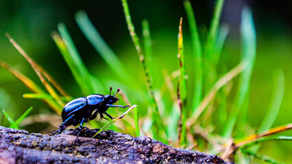 Dung beetle in the grass