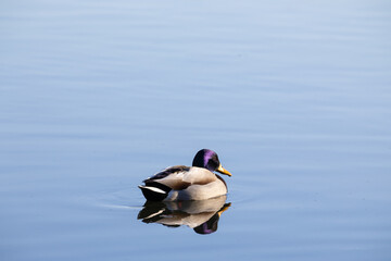 Obraz premium duck bird on blue lake