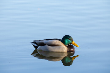 duck bird on blue lake