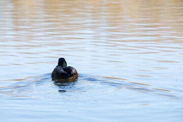 duck bird on blue lake