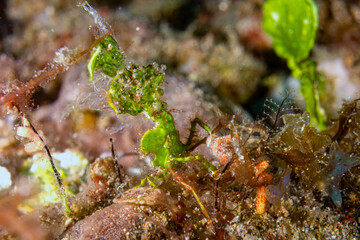 Halimeda crab - Huenia heraldica - Anilao Philippinen