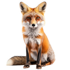 A captivating red fox sits gracefully against a pure transparent background, showcasing its striking features and vibrant fur, Fox isolated transparent background