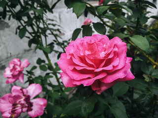 Fresh natural pink roses bloom in the garden. Garden gardening concept.