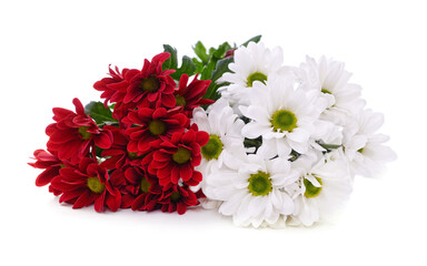 White and red chrysanthemums.