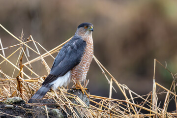 Cooper's Hawk Perched on a Log in a Field, Chilliwack, BC, Canada