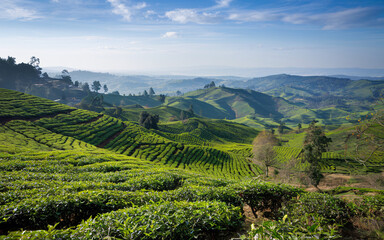 Tea Plantations in Munnar, Lush green tea plantation on rolling hills under a blue sky.