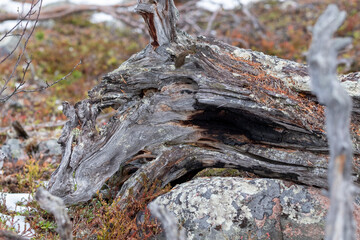 old stump in the forest