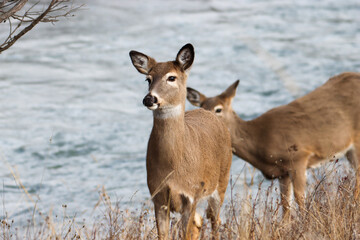 white tailed deer going to get water