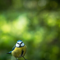 Eurasian blue tit with bokeh background	