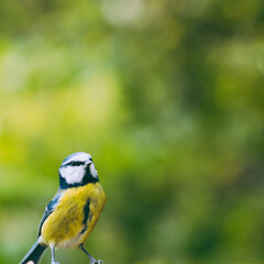 Fototapeta premium Eurasian blue tit with bokeh background 