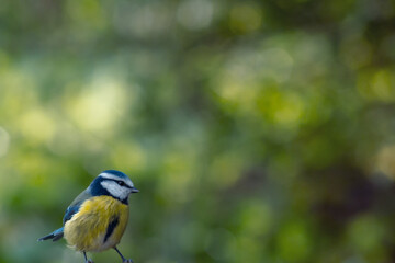 Fototapeta premium Eurasian blue tit with bokeh background 