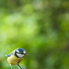 Eurasian blue tit with bokeh background	