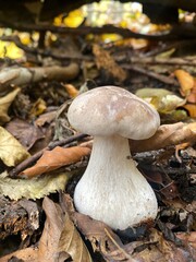 mushroom in the forest