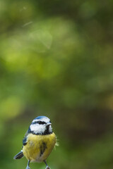 Eurasian blue tit with bokeh background	