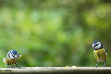 Eurasian blue tit with bokeh background	