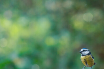 Eurasian blue tit with bokeh background	