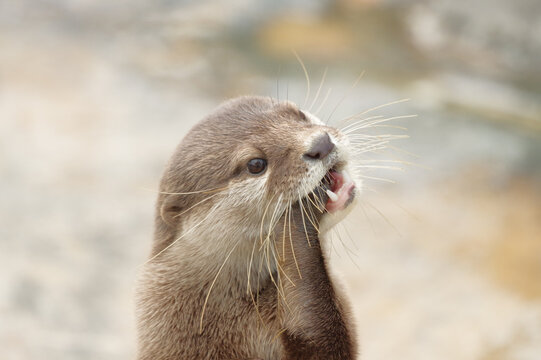 カワウソ Images – Browse 2,591 Stock Photos, Vectors, and Video