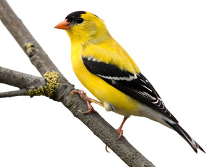 Fototapeta premium American Goldfinch on Transparent Background. PNG